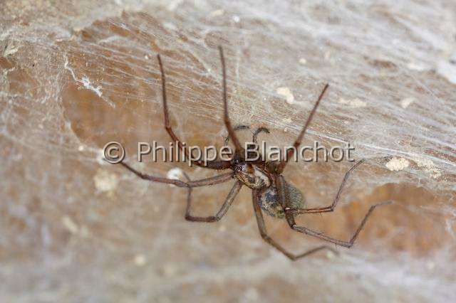 Agelenidae_1161.JPG - France, Araneae, Agelenidae, Araignée Tégénaire noire (Tegenaria atrica) sur sa toile en nappe, Dust Spider